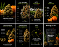 Mandarine Sherbet 16% CBD - Hydro Premium Suisse