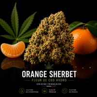 Orange sorbet CBD bloom nature