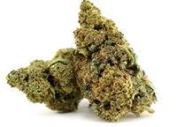 bubble gum gelato CBD hydro