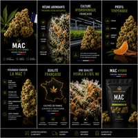 MAC HYDRO fleur CBD bloom Nature