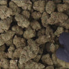 video miracle Alien cookies Fleur CBD hydroponique